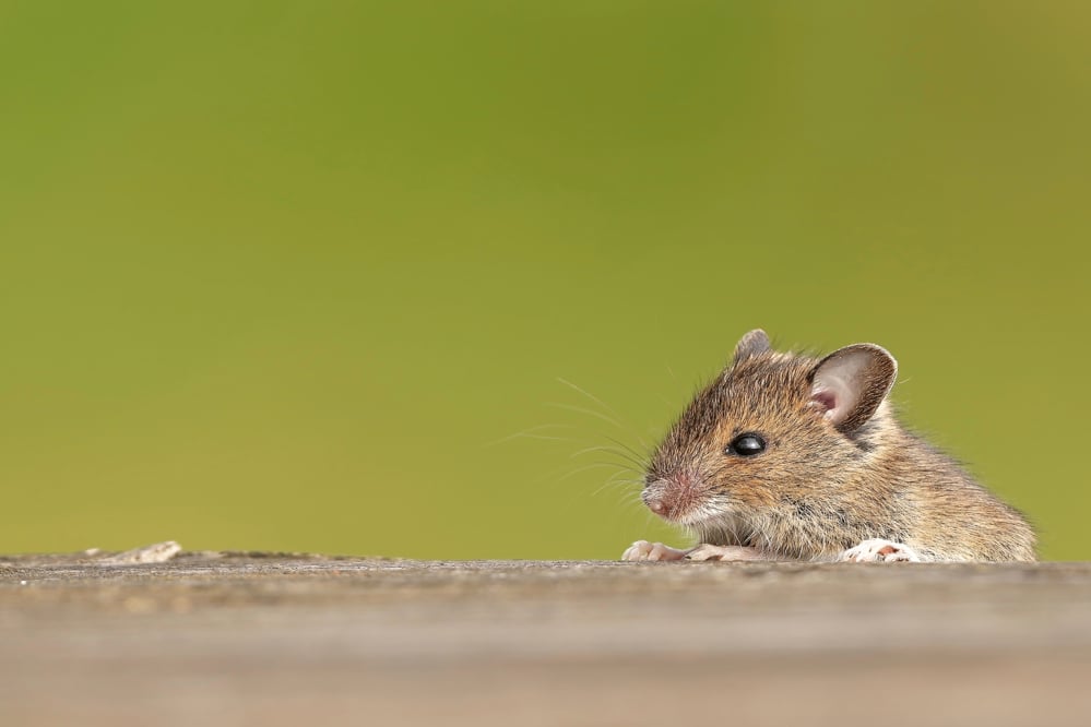 Free-Wildlife-Image-Mouse