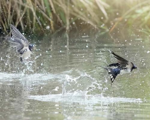 Swallows - Synchronised Diving 