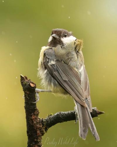 Great Tit