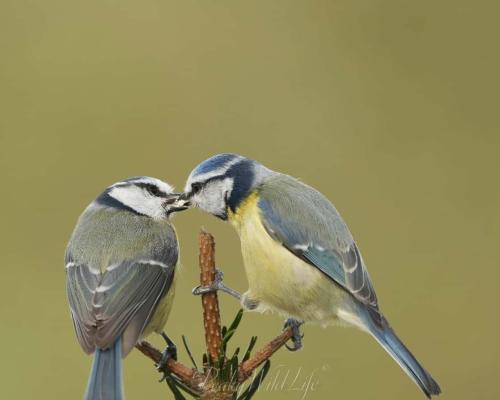 Blue Tits