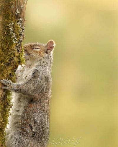 Grey Squirrel 