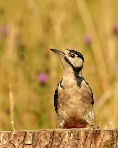 Great Spotted Woodpecker