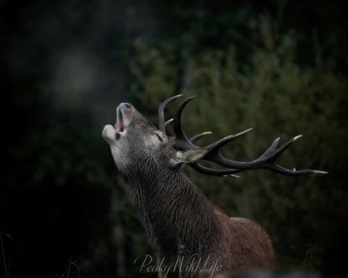 Red Deer - Stag