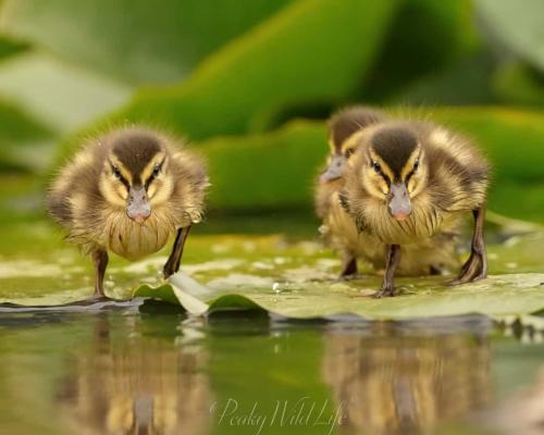 Mallard Ducklings - "Double Trouble" 