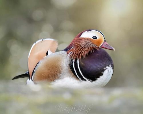 Mandarin Duck