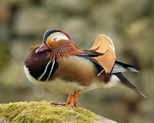 Mandarin Duck