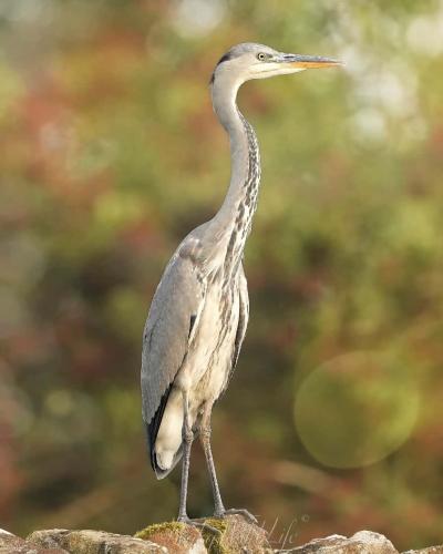 Cormorant 