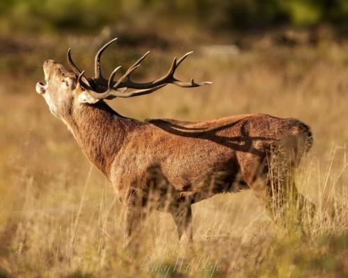 Red Deer - Stag