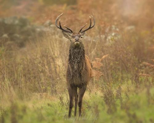 Red Deer - Stag 