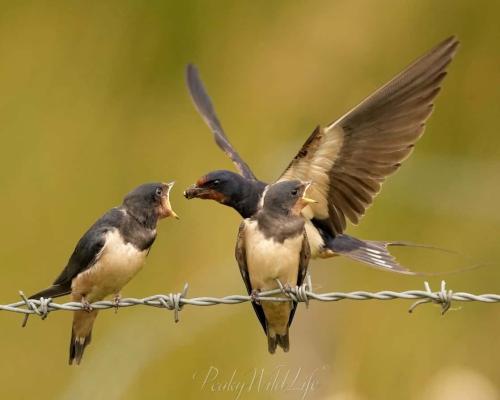 Swallows (feeding young)