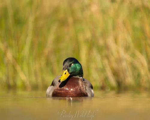 Mallard - Male