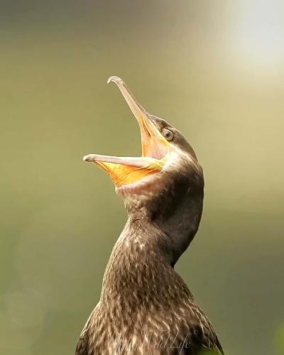 Cormorant 