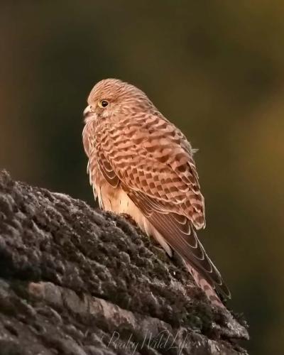 Kestrel 