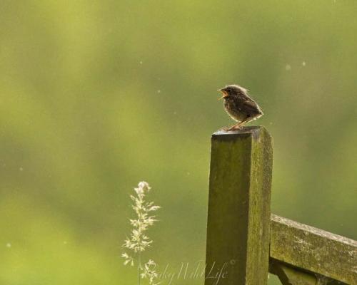 Juvenile Robin 