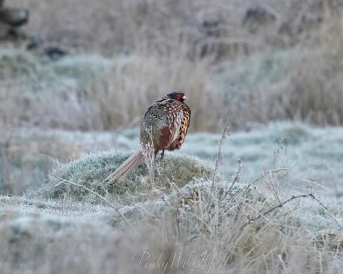 Pheasant - Cold Shoulder